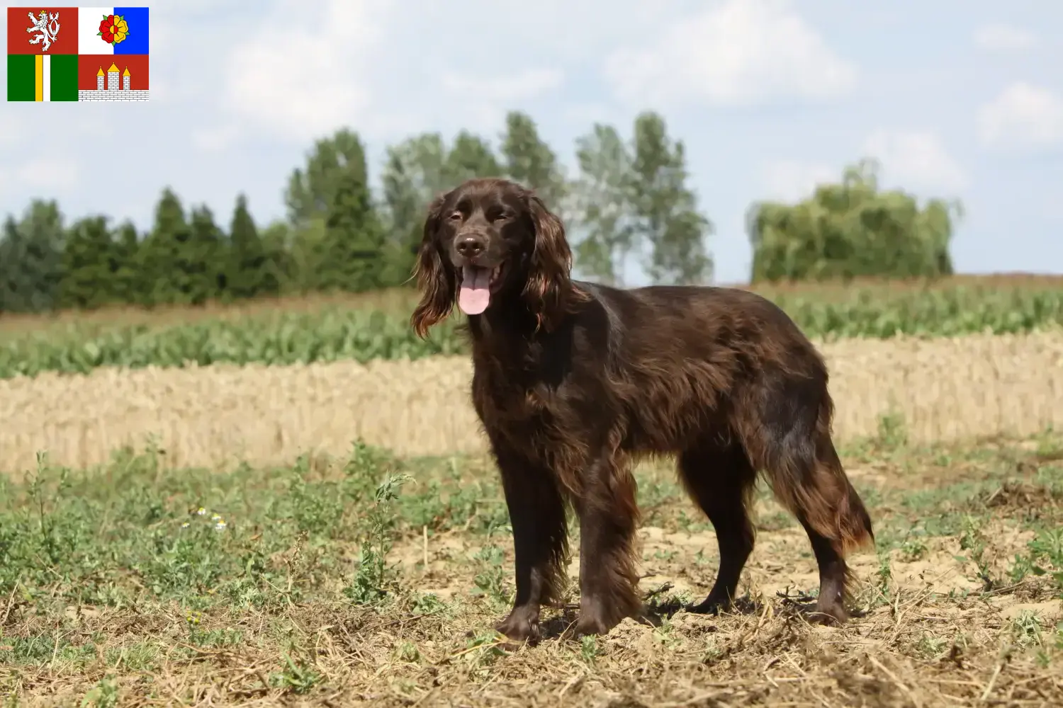 Read more about the article German Longhair breeders and puppies in South Bohemia