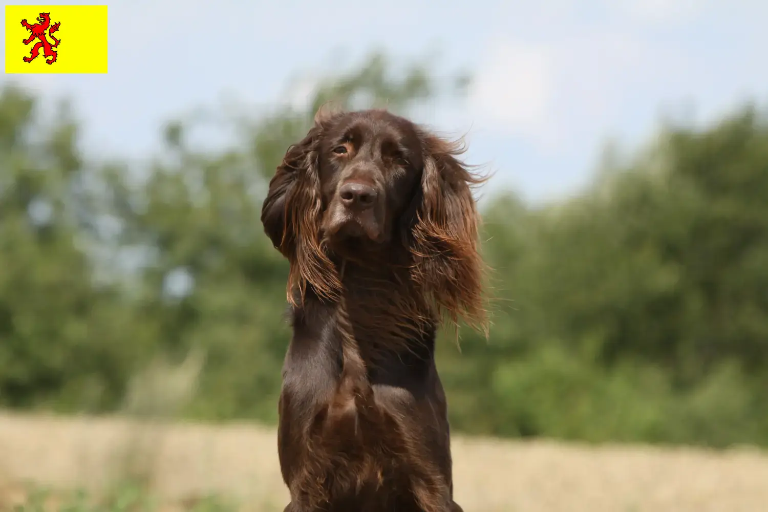 Read more about the article German Longhair breeders and puppies in South Holland