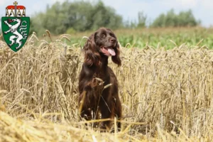 Read more about the article German Longhair breeders and puppies in Styria