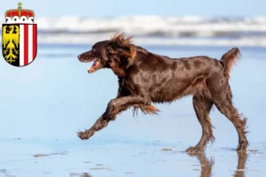 Read more about the article German Longhair breeders and puppies in Upper Austria