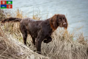 Read more about the article German Longhair breeders and puppies in Ústí