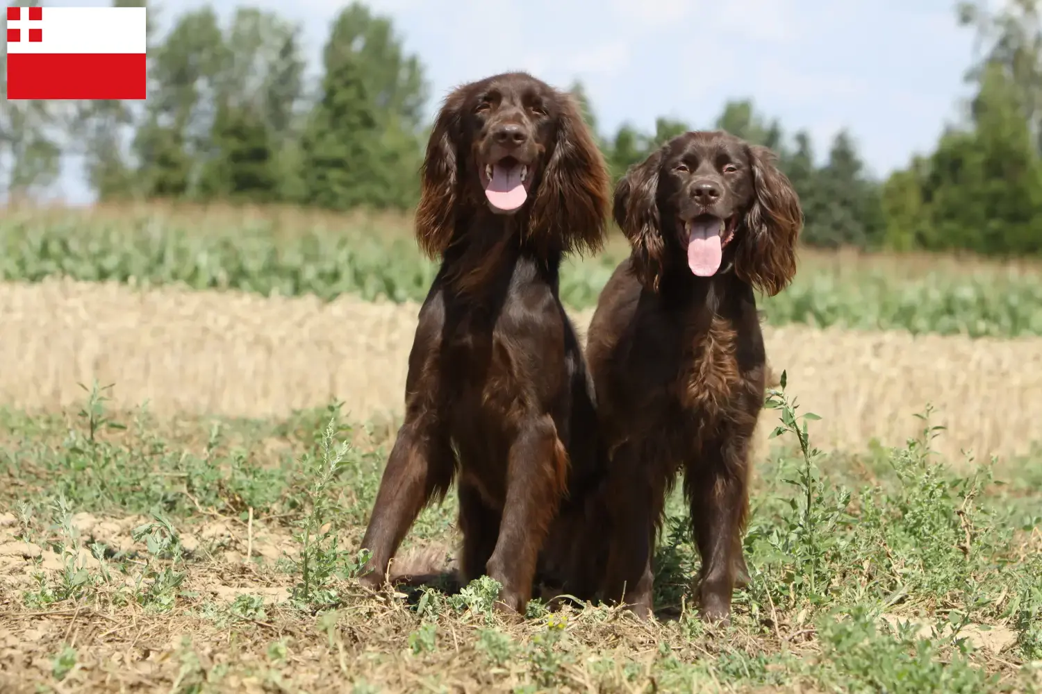 Read more about the article German Longhair breeders and puppies in Utrecht