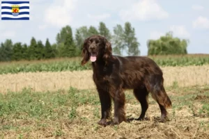 Read more about the article German Longhair breeders and puppies in Zeeland