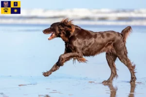 Read more about the article German Longhair breeders and puppies in Zlín