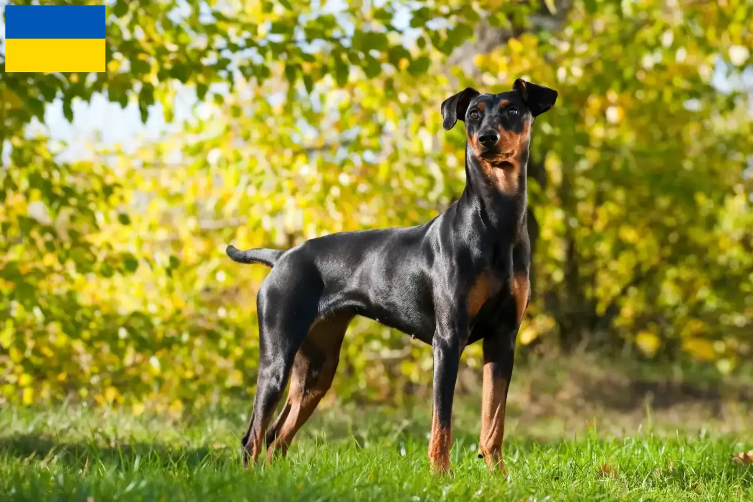 Read more about the article German Pinscher breeders and puppies in Ukraine