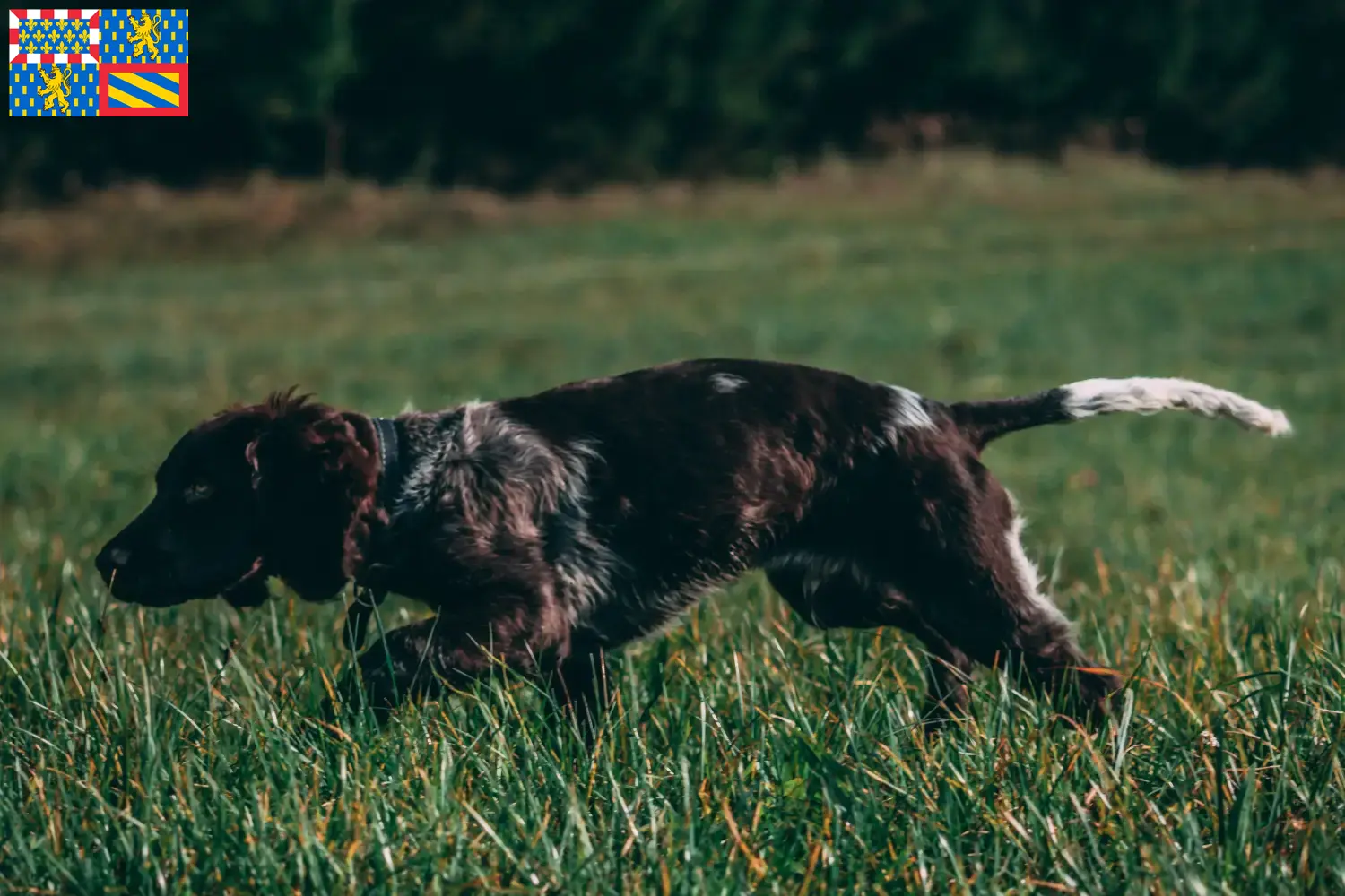 Read more about the article German watchdog breeders and puppies in Bourgogne-Franche-Comté