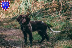 Read more about the article German watchdog breeders and puppies in Centre-Val de Loire