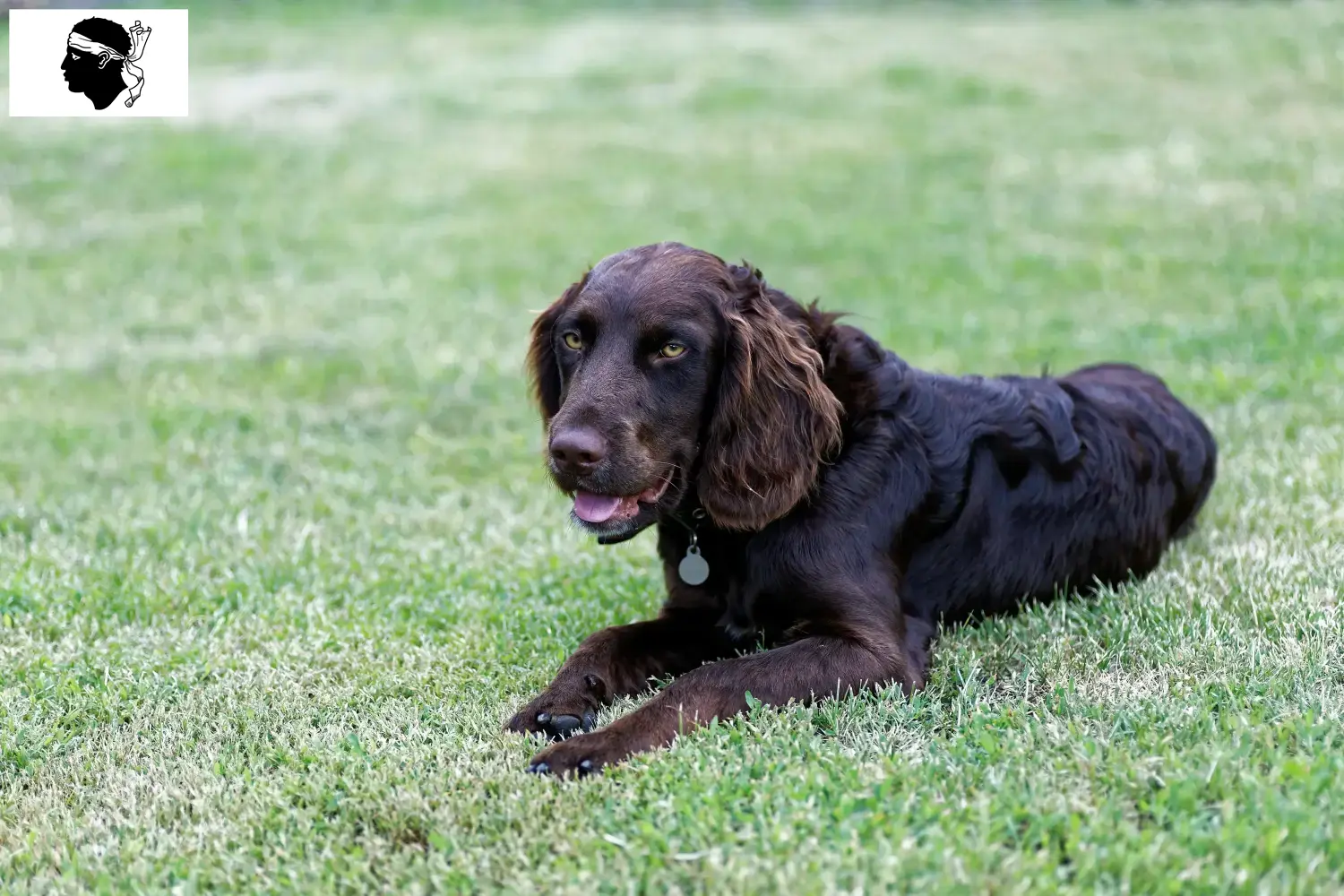 Read more about the article German watchdog breeders and puppies in Corsica