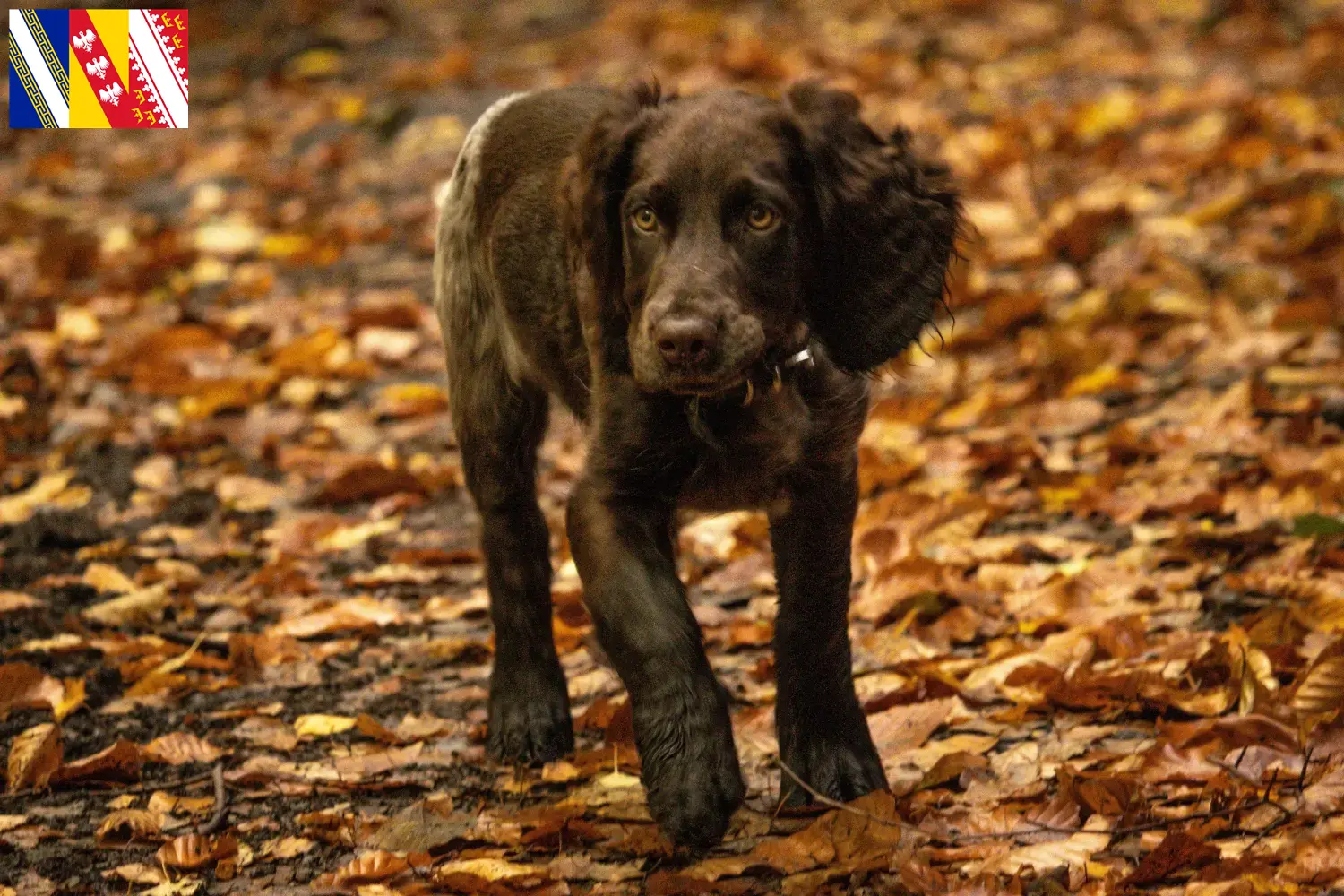 Read more about the article German watchdog breeders and puppies in Grand Est