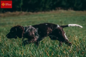 Read more about the article German watchdog breeders and puppies in Occitania