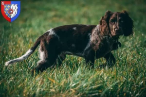 Read more about the article German watchdog breeders and puppies in Pays de la Loire