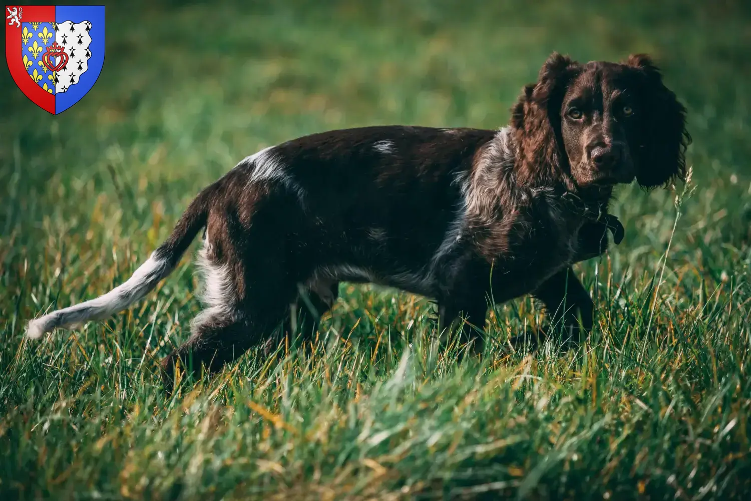 Read more about the article German watchdog breeders and puppies in Pays de la Loire