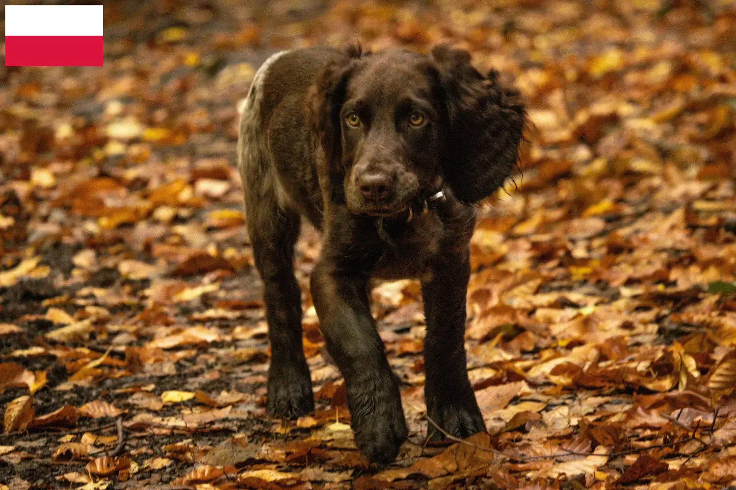 Read more about the article German watchdog breeders and puppies in Poland