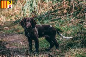 Read more about the article German watchdog breeders and puppies in Provence-Alpes-Côte d’Azur