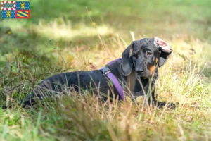 Read more about the article Gończy Polski breeders and puppies in Bourgogne-Franche-Comté