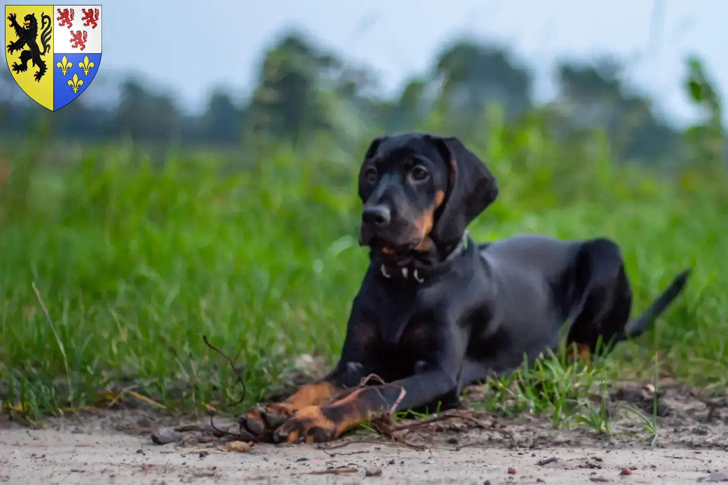 Read more about the article Gończy Polski breeders and puppies in Hauts-de-France