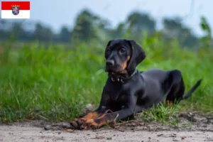 Read more about the article Gończy Polski breeders and puppies in Hessen