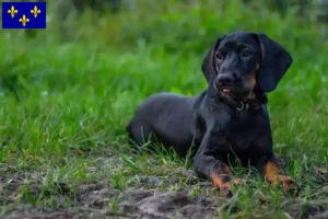 Read more about the article Gończy Polski breeders and puppies in Île-de-France