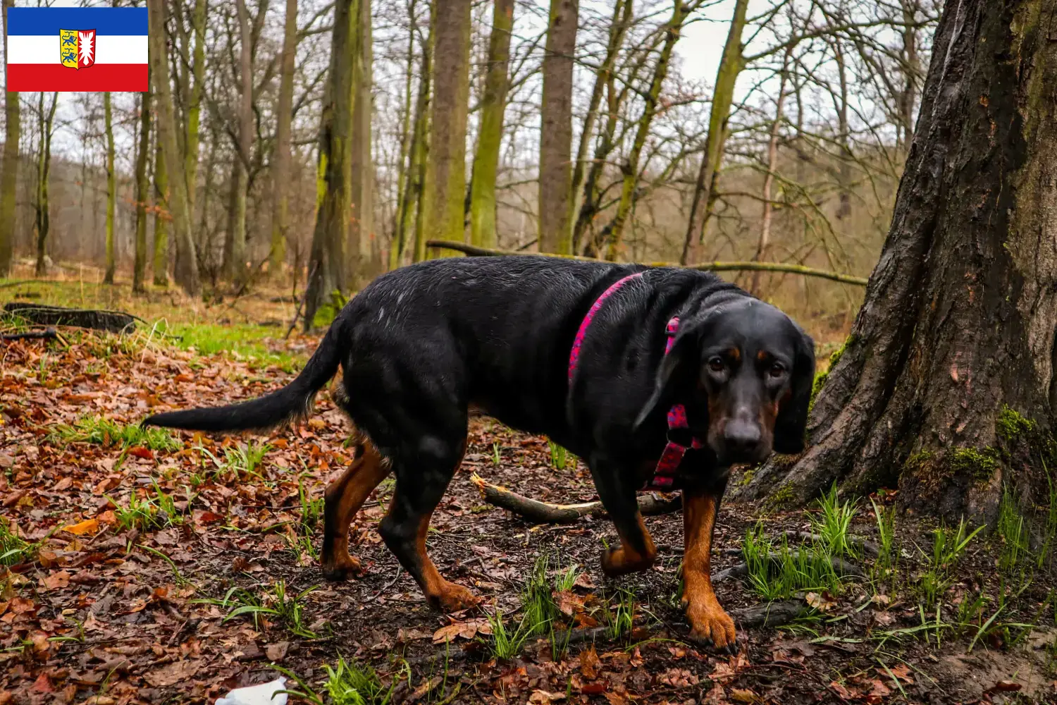 Read more about the article Gończy Polski breeders and puppies in Schleswig-Holstein