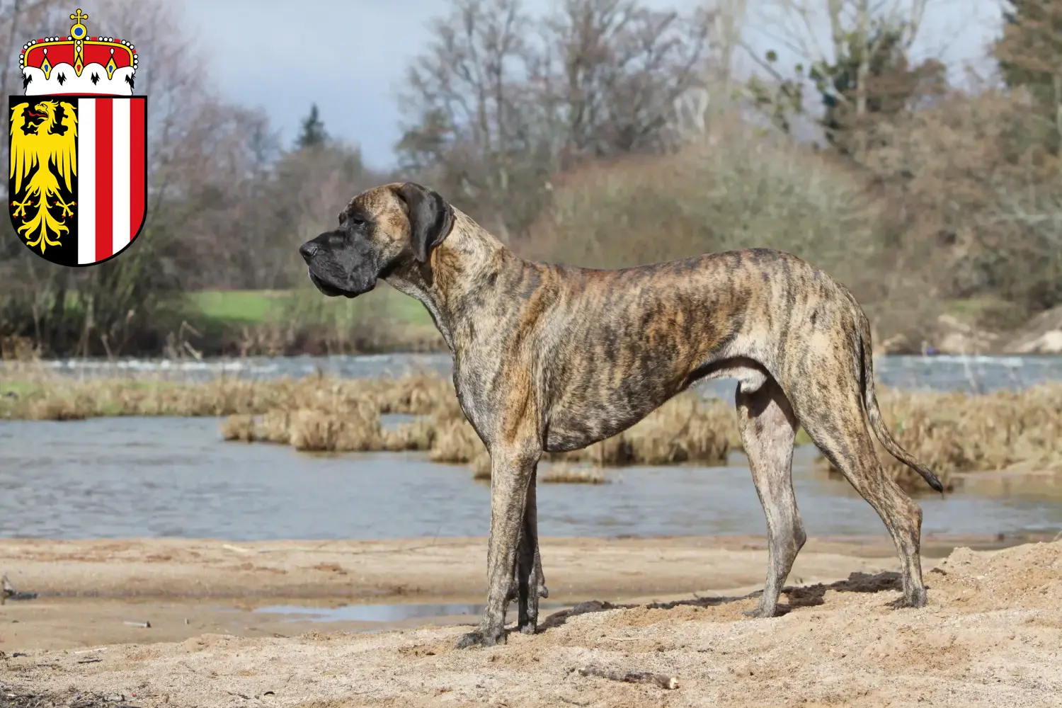 Read more about the article Great Dane breeders and puppies in Upper Austria