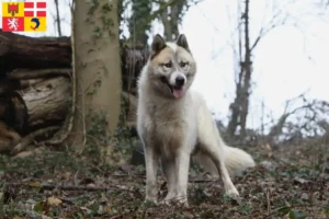 Read more about the article Greenland dog breeders and puppies in Auvergne-Rhône-Alpes