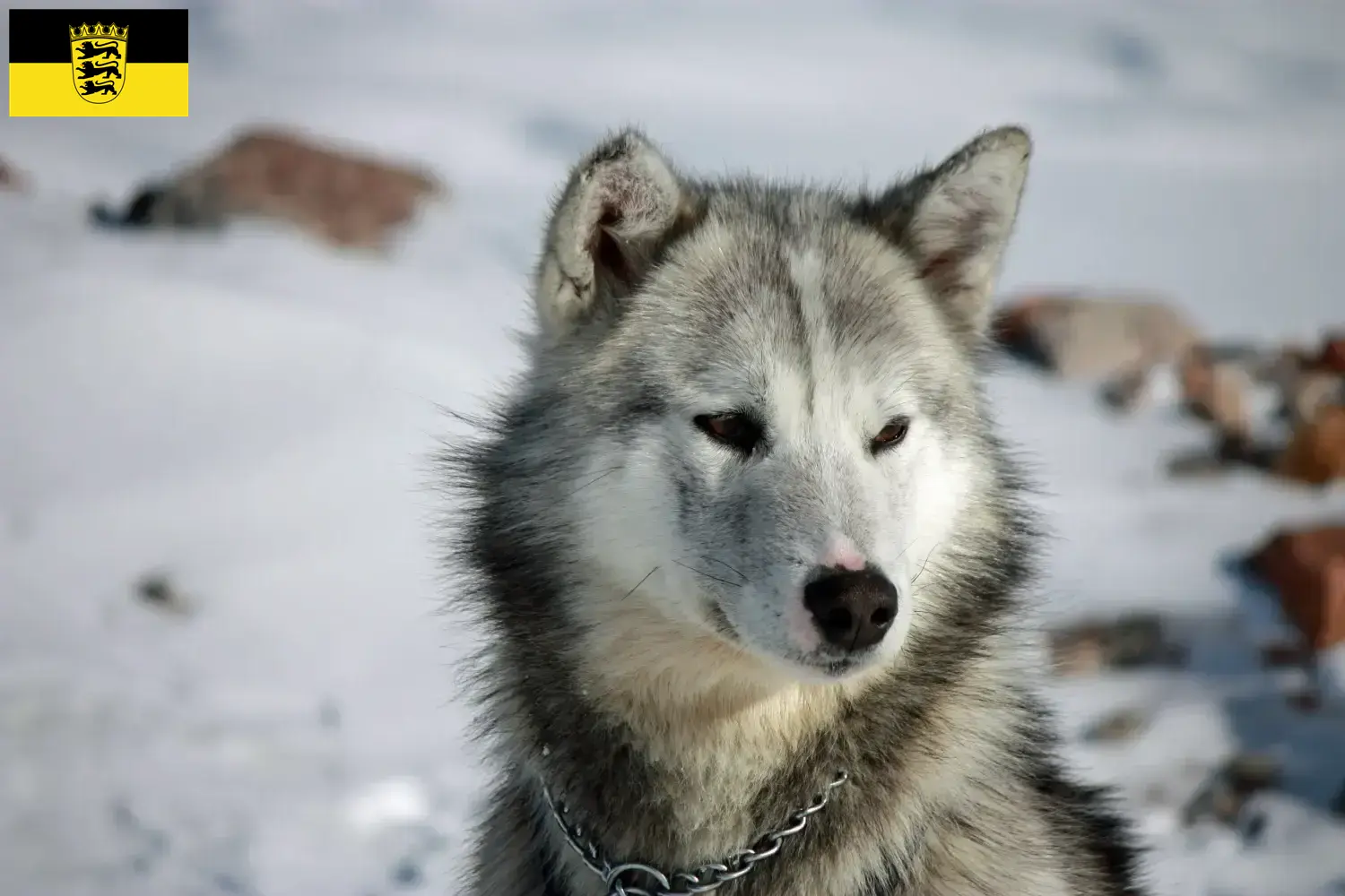 Read more about the article Greenland dog breeders and puppies in Baden-Württemberg