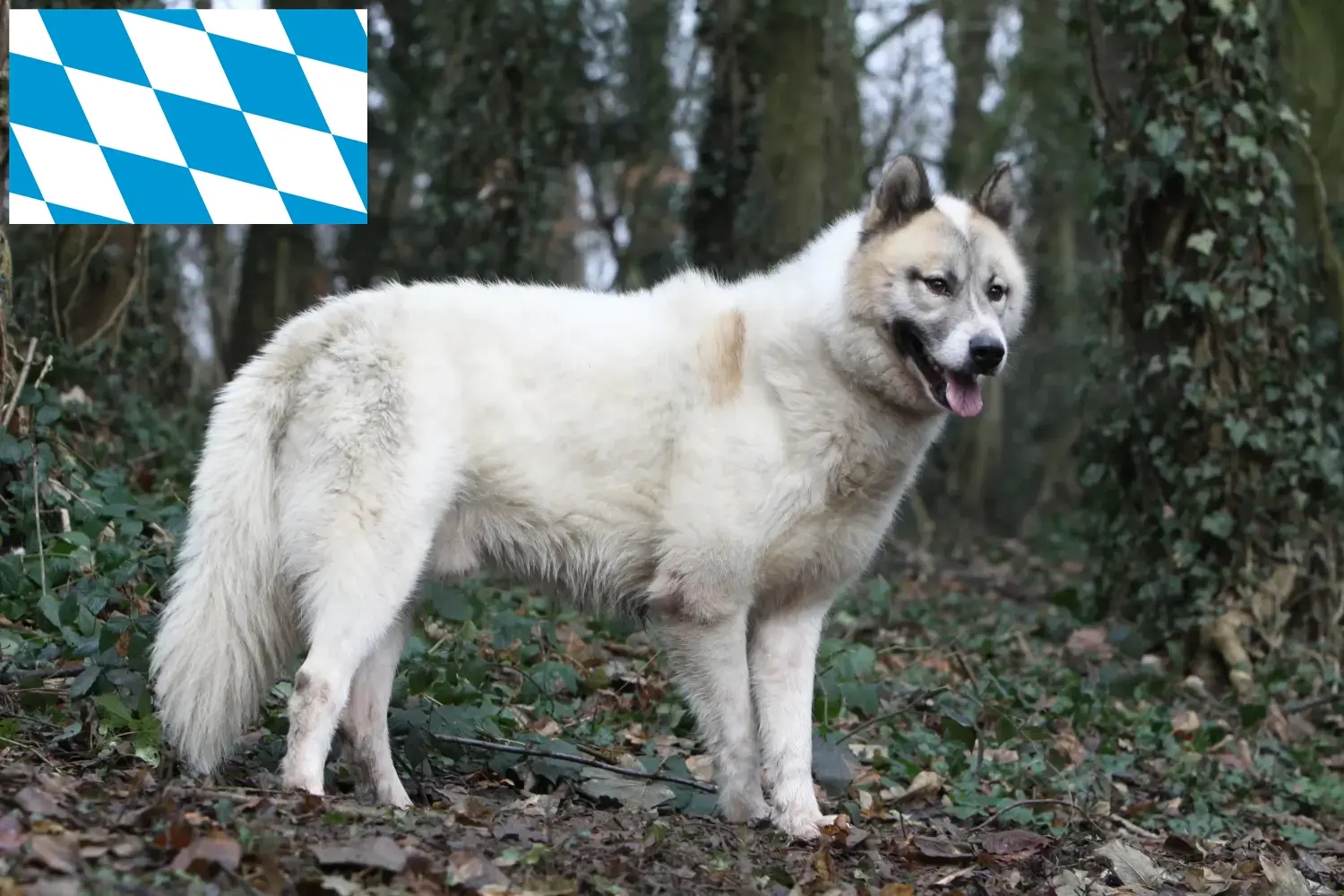 Read more about the article Greenland dog breeders and puppies in Bavaria