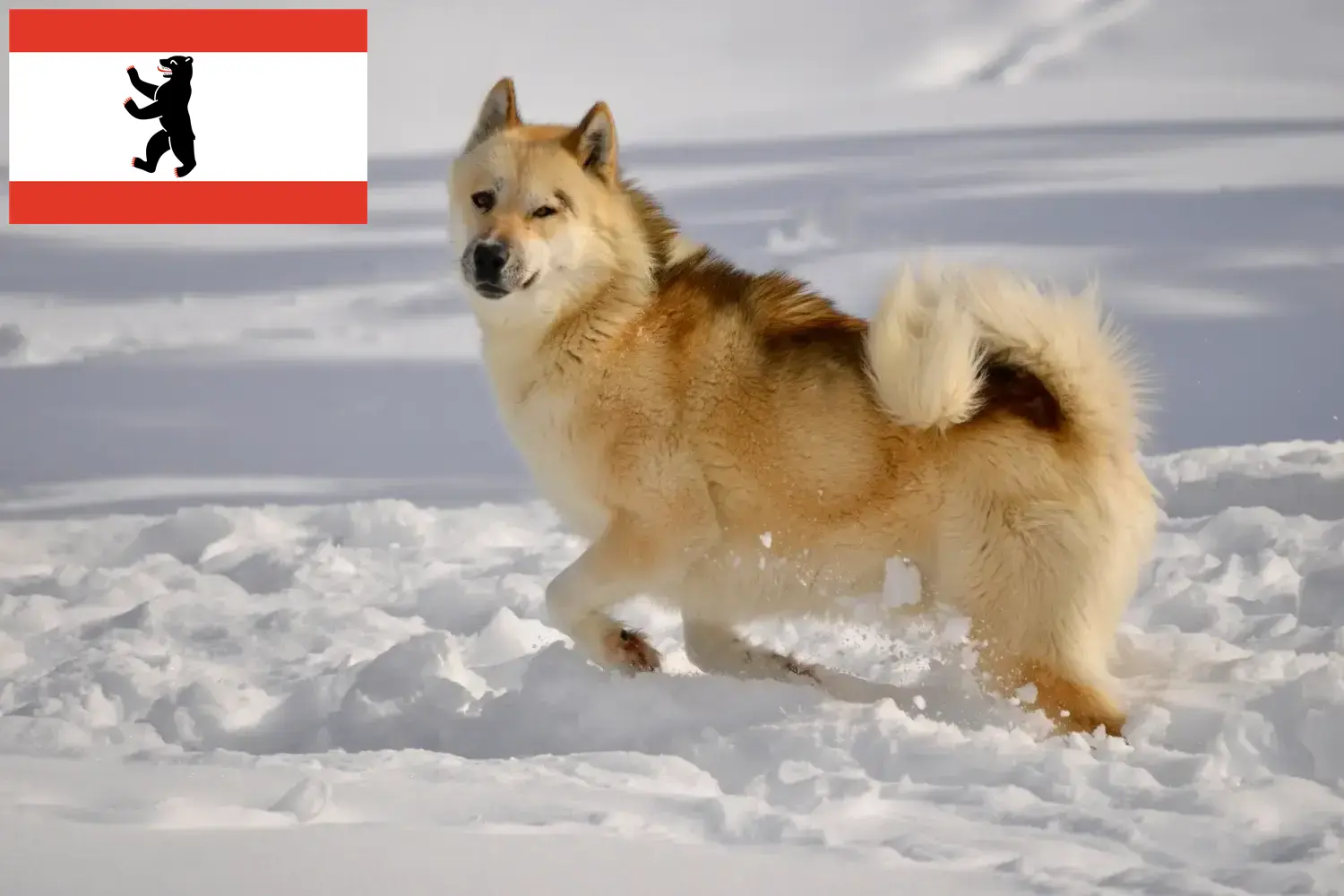 Read more about the article Greenland dog breeders and puppies in Berlin