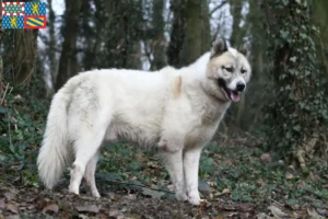 Read more about the article Greenland dog breeders and puppies in Bourgogne-Franche-Comté