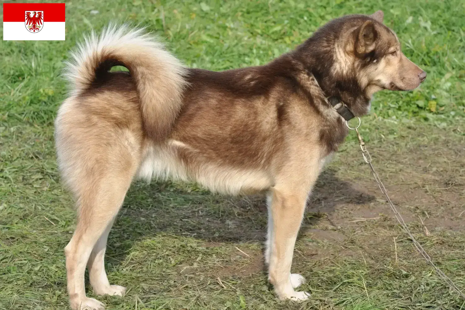 Read more about the article Greenland dog breeders and puppies in Brandenburg