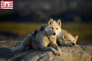 Read more about the article Greenland dog breeders and puppies in Bremen