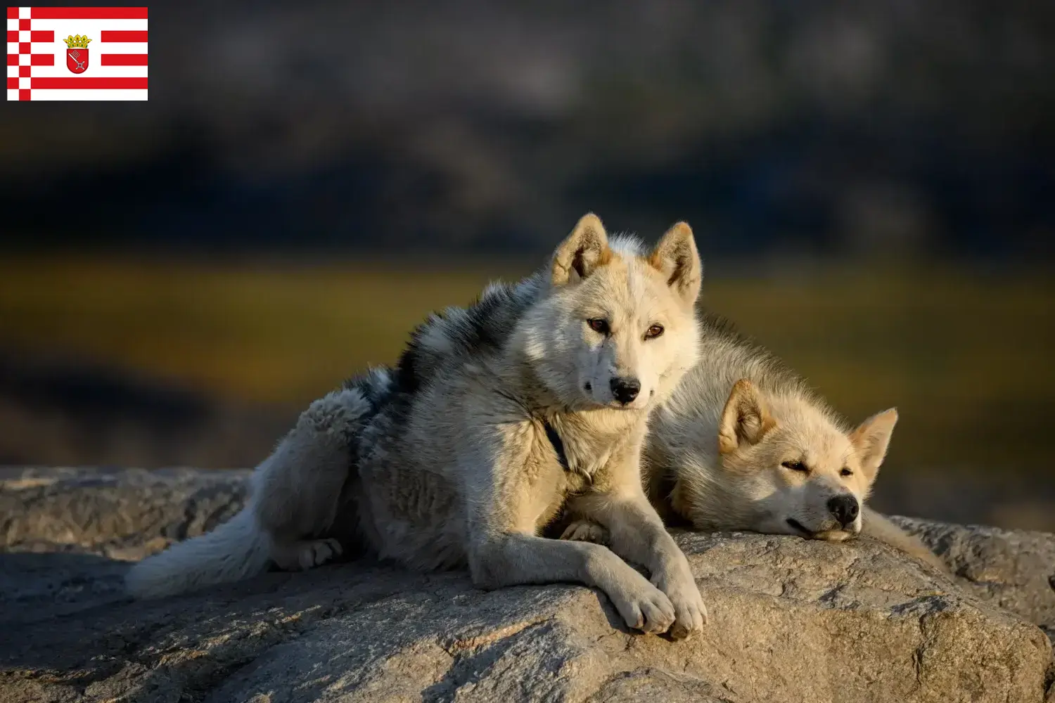 Read more about the article Greenland dog breeders and puppies in Bremen