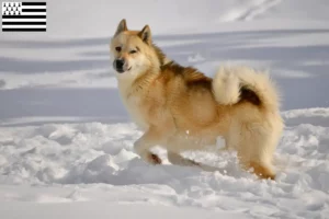 Read more about the article Greenland dog breeders and puppies in Brittany