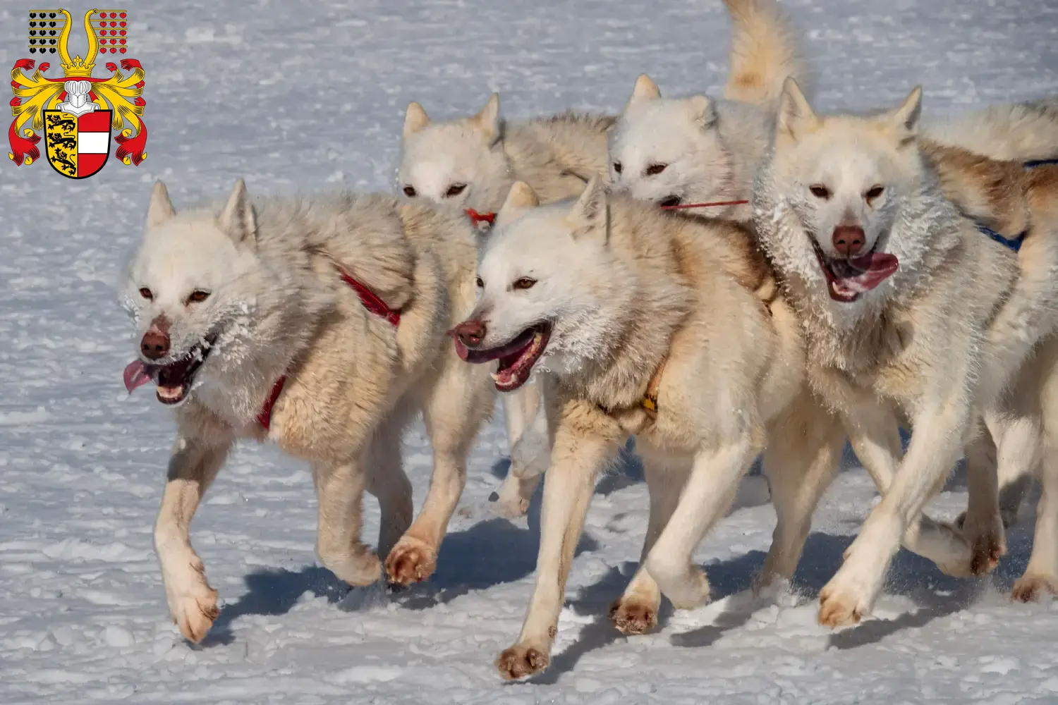 Read more about the article Greenland dog breeders and puppies in Carinthia