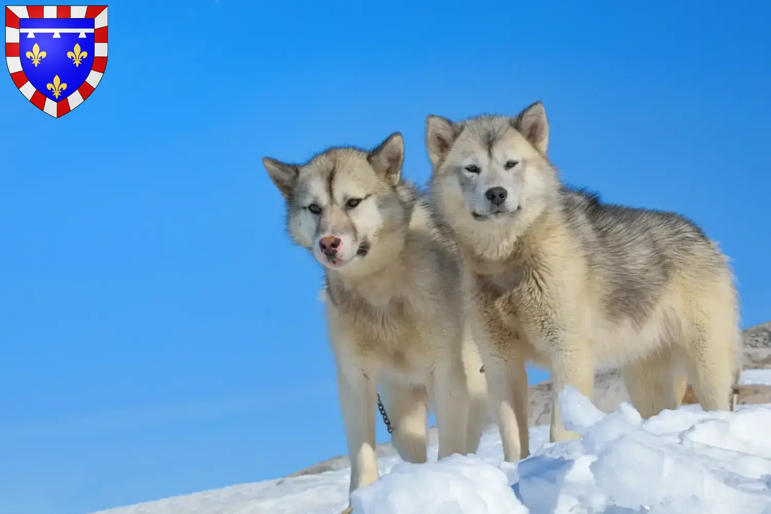 Read more about the article Greenland dog breeders and puppies in Centre-Val de Loire