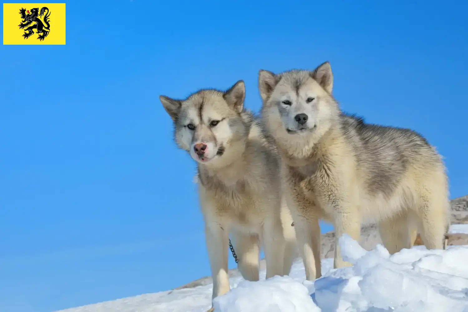 Read more about the article Greenland dog breeders and puppies in Flanders