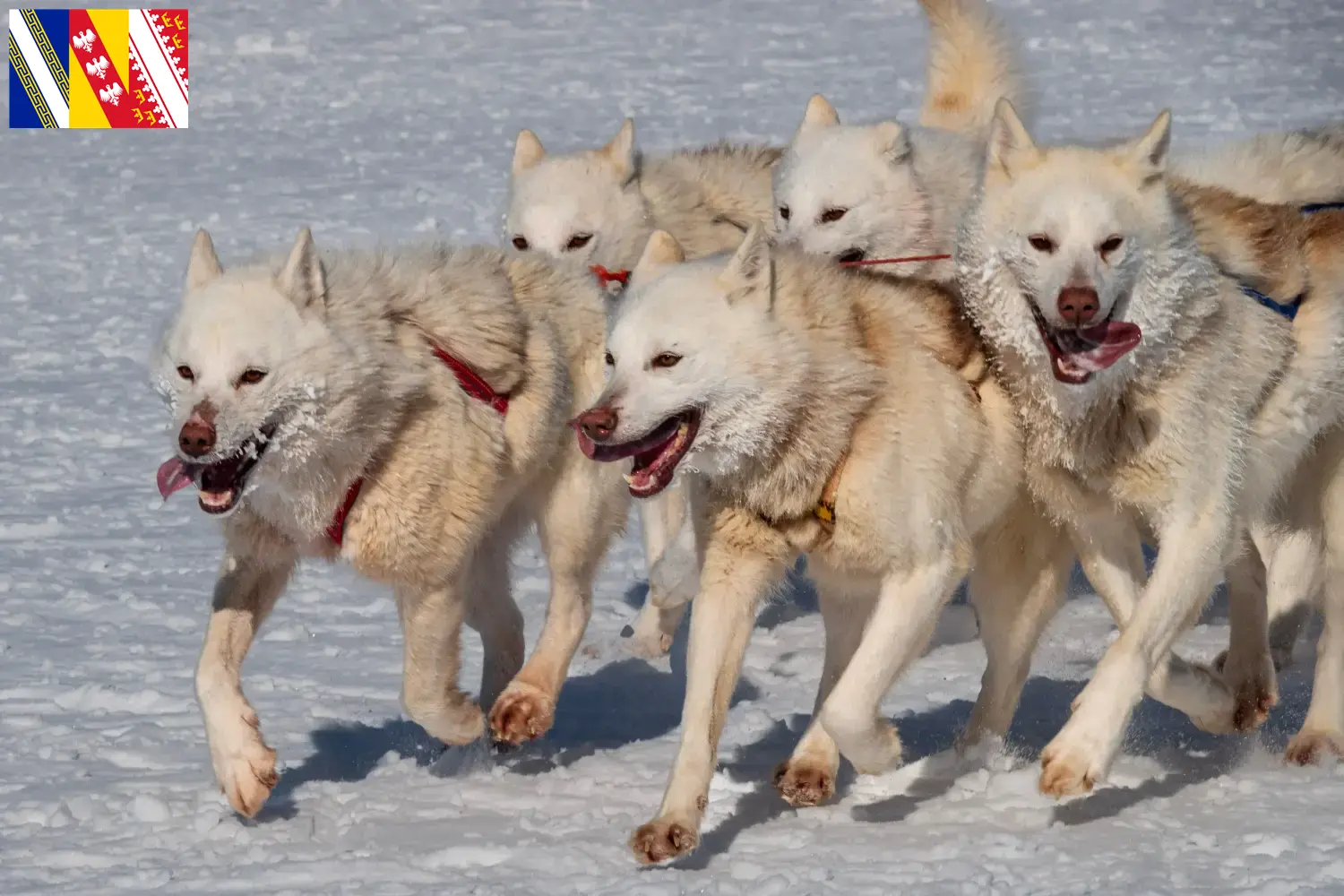 Read more about the article Greenland dog breeders and puppies in Grand Est