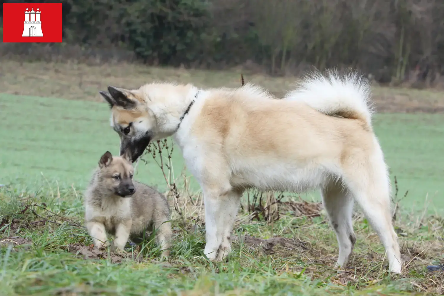 Read more about the article Greenland dog breeders and puppies in Hamburg