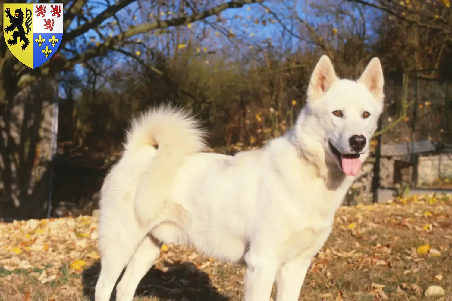 Read more about the article Greenland dog breeders and puppies in Hauts-de-France