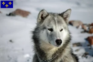 Read more about the article Greenland dog breeders and puppies in Île-de-France