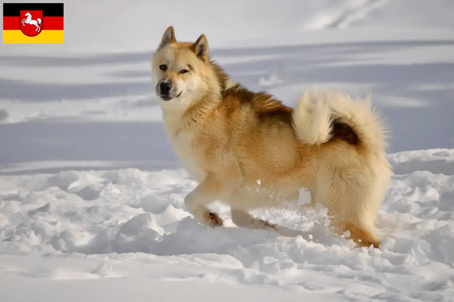 Read more about the article Greenland dog breeders and puppies in Lower Saxony