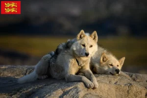 Read more about the article Greenland dog breeders and puppies in Normandy