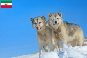 Read more about the article Greenland dog breeders and puppies in North Rhine-Westphalia