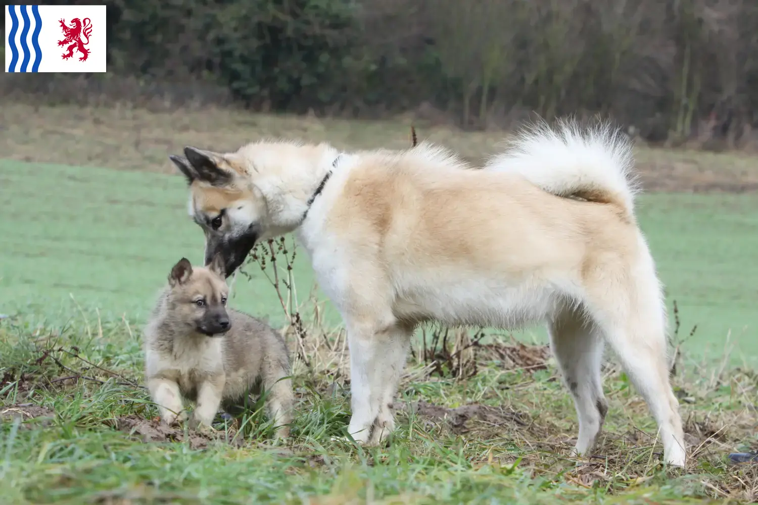 Read more about the article Greenland dog breeders and puppies in Nouvelle-Aquitaine