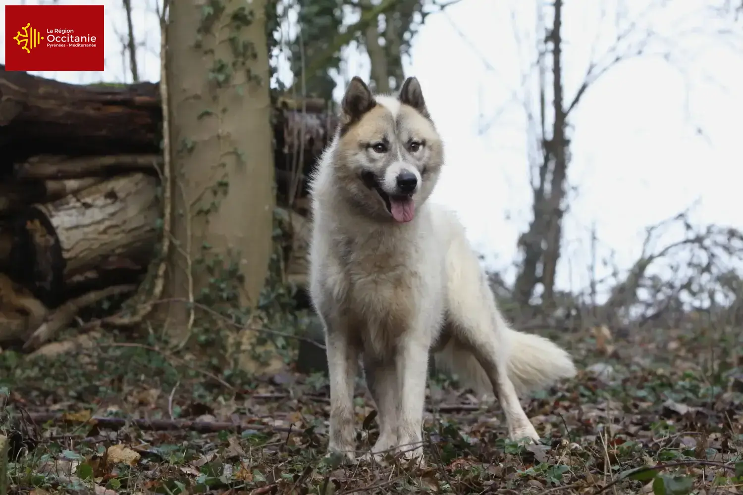 Read more about the article Greenland dog breeders and puppies in Occitania