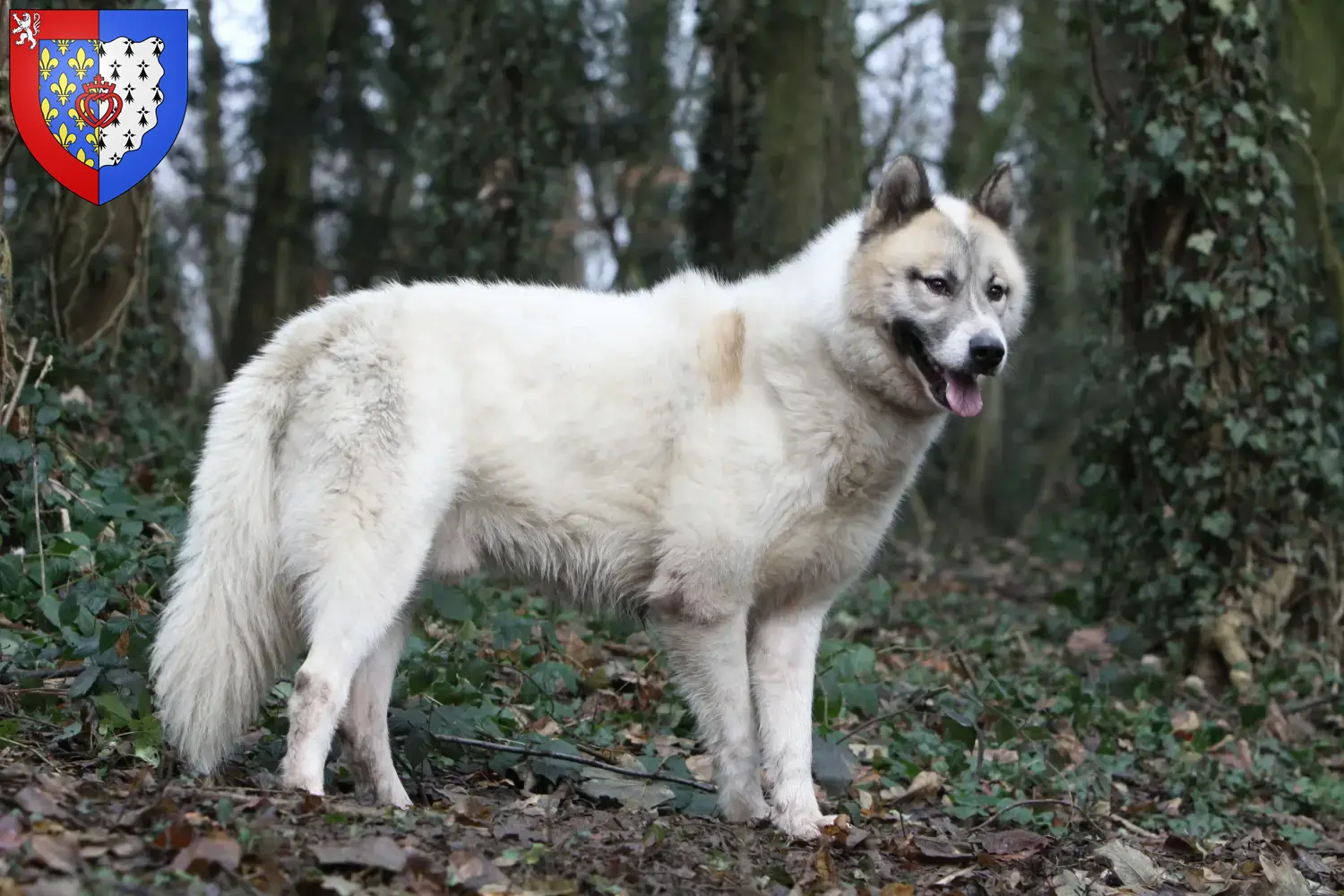 Read more about the article Greenland dog breeders and puppies in Pays de la Loire