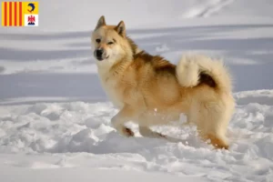 Read more about the article Greenland dog breeders and puppies in Provence-Alpes-Côte d’Azur