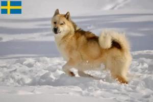 Read more about the article Greenland dog breeders and puppies in Sweden