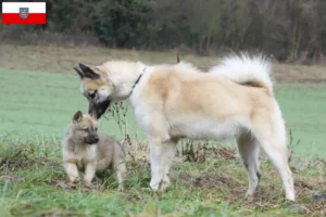 Read more about the article Greenland dog breeders and puppies in Thuringia