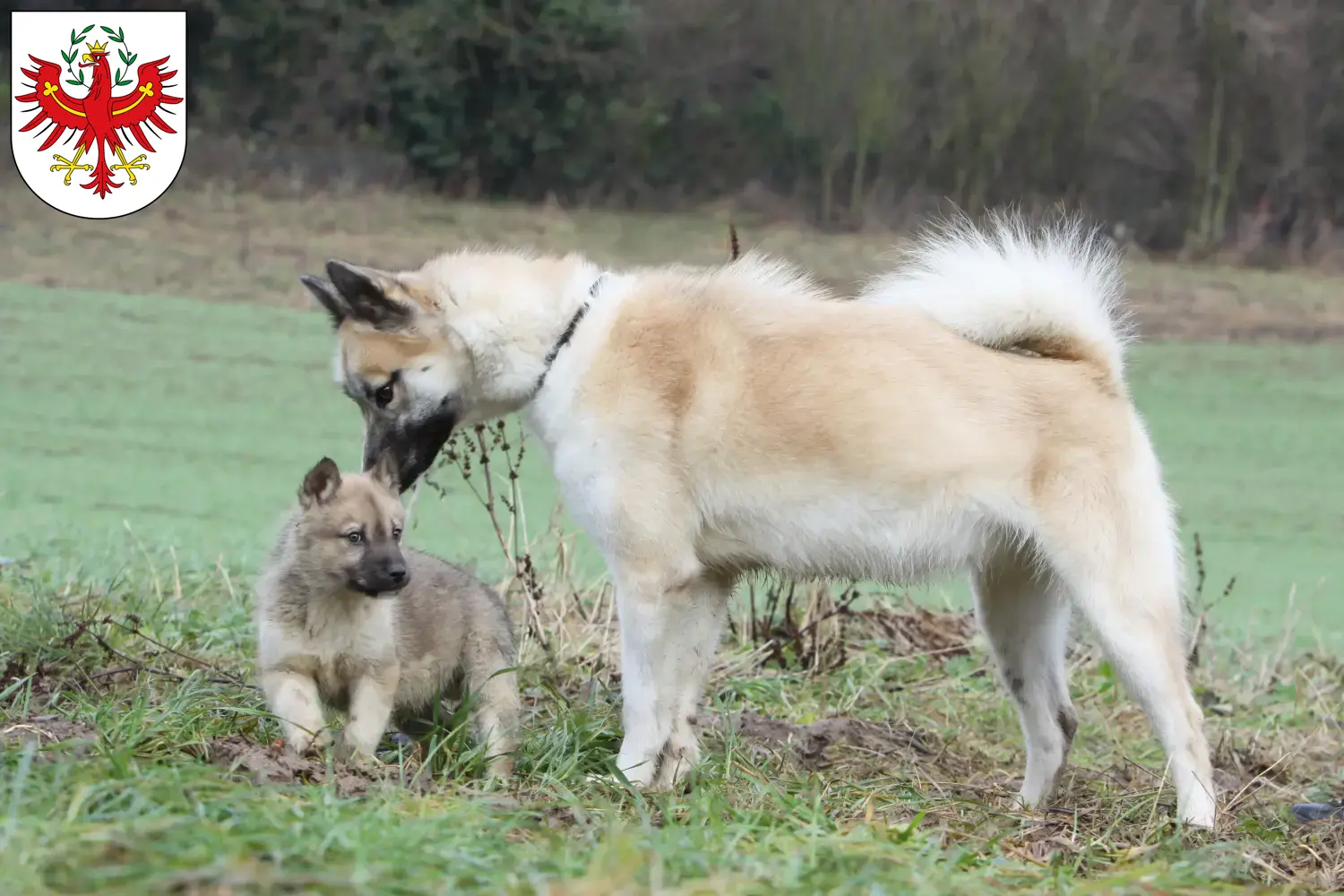 Read more about the article Greenland dog breeders and puppies in Tyrol